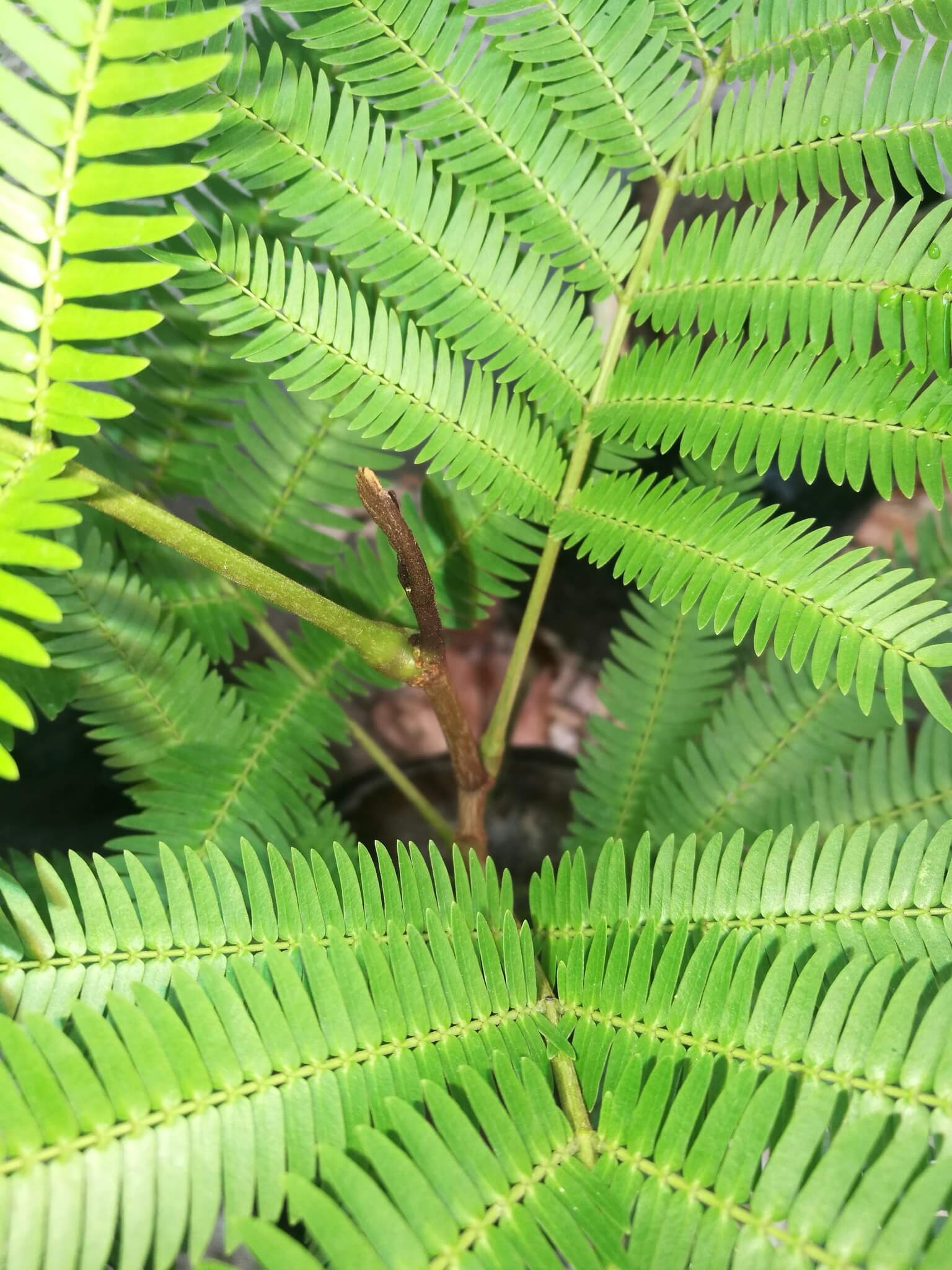 Cojoba arborea